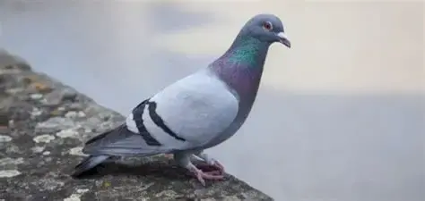 تفسير رؤية الحمام في المنام