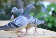 تفسير رؤية الحمام في المنام