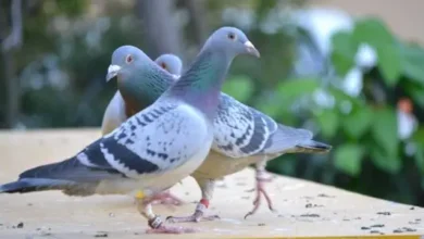 تفسير رؤية الحمام في المنام