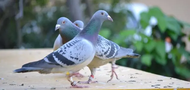 تفسير رؤية الحمام في المنام