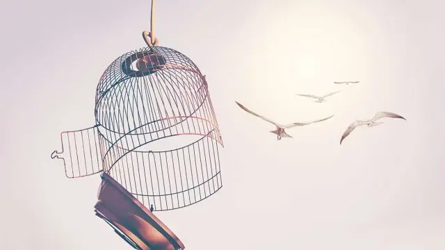 تفسير حلم هروب العصفور من القفص