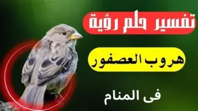 تفسير حلم هروب العصفور من القفص