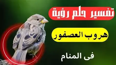 تفسير حلم هروب العصفور من القفص