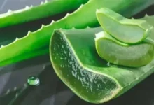 فوائد نبتة الألوفيرا
