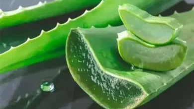 فوائد نبتة الألوفيرا